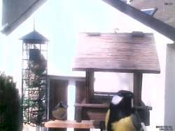 Webcam à oiseau