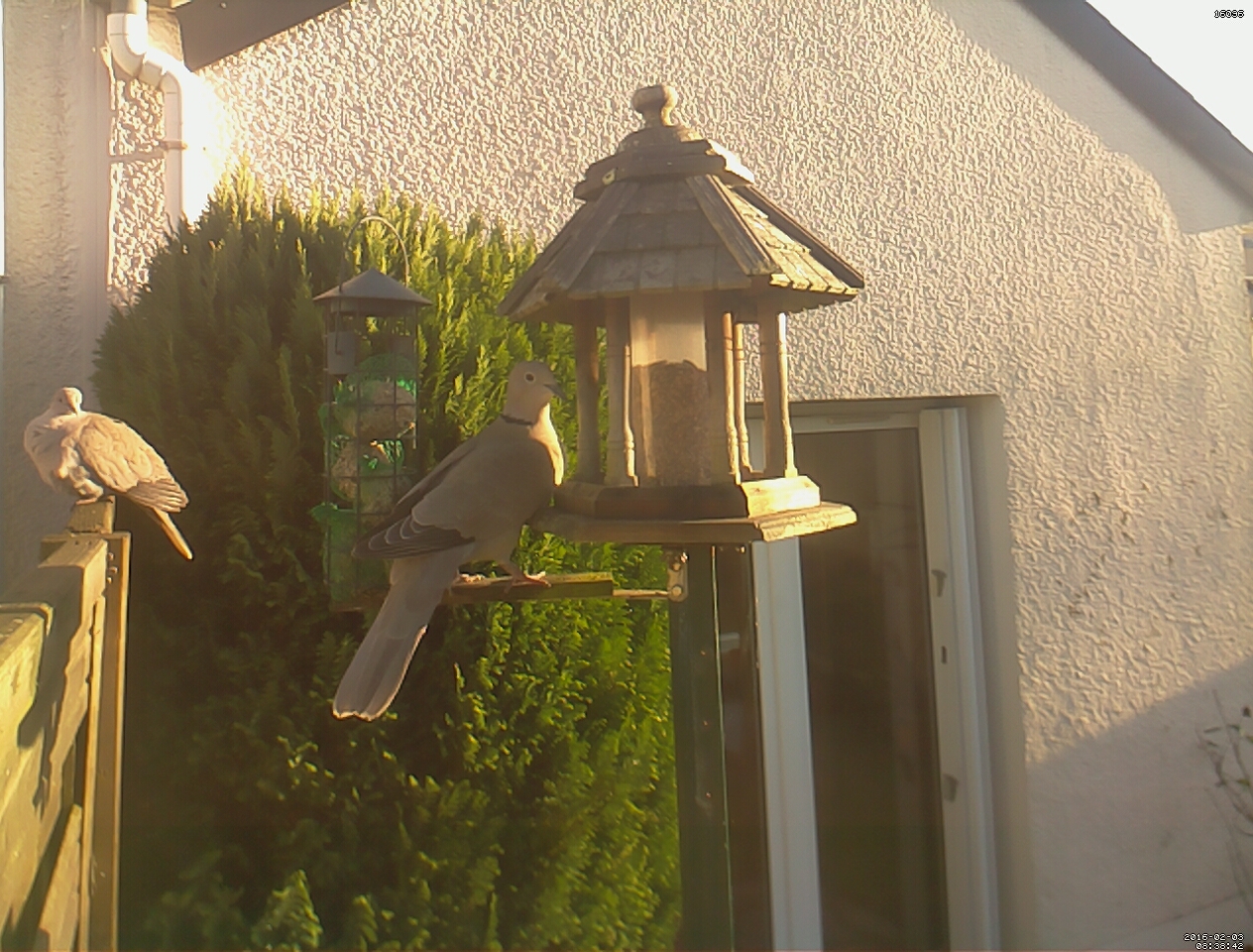 Webcam aux oiseaux