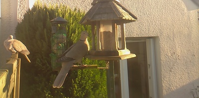 Webcam aux oiseaux Webcam aux oiseaux